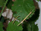 Image agrandie