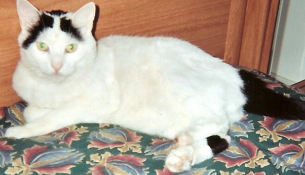 Image agrandie